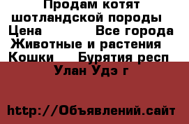Продам котят шотландской породы › Цена ­ 2 000 - Все города Животные и растения » Кошки   . Бурятия респ.,Улан-Удэ г.